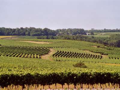 © Paysage de vignes autour de Biron