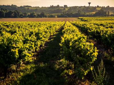 © Vignes Bossis