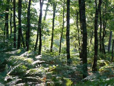 © Paysage de la forêt de la Double Saintongeaise
