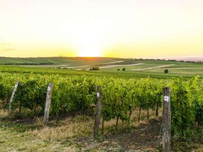 © vignes