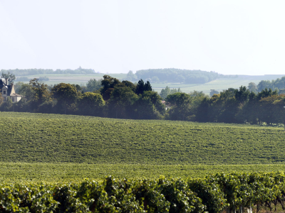 © Vignoble panoramique