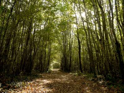 © Sous-bois aux alentours de La-Clotte