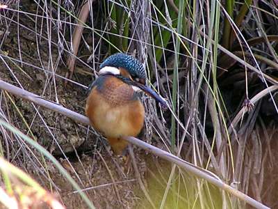 © Un martin-pêcheur, vous le rencontrerez peut-être sur les bords de La Marguerite
