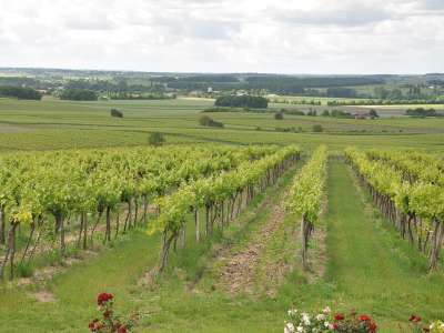 © vignes