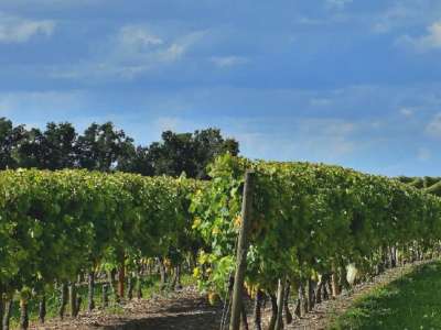 © vignes