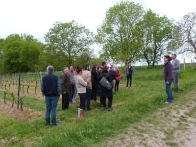 © Vignoble Chauraud