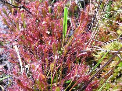 © Drosera intermedia, plante carnivore visible à l'étang des Bénissons
