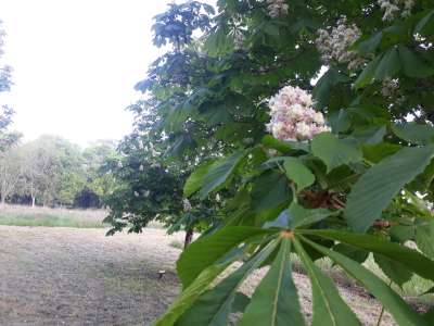 © Mail de Seugne et arboretum de Jonzac