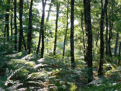 © Forêt de la Double Saintongeaise