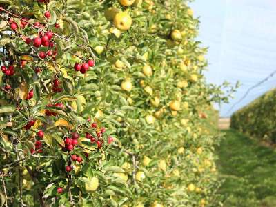 © Un verger de pommes que vous découvrirez à la sortie de St-Georges-Antignac