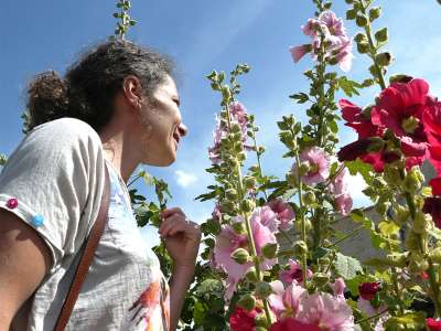 © Les emblématiques roses trémières du village de St-Paul