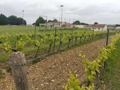 © vignes