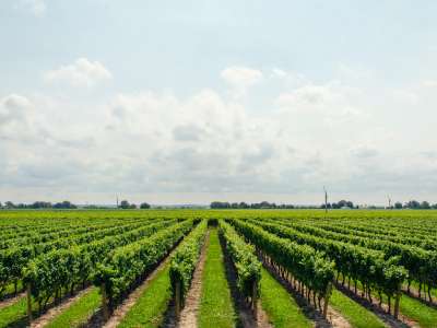 © vignes